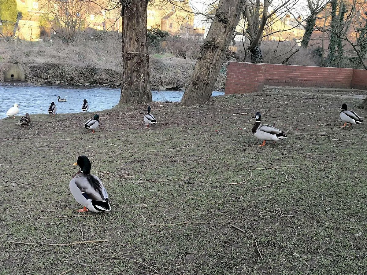 Duck Cottage Thirsk United Kingdom